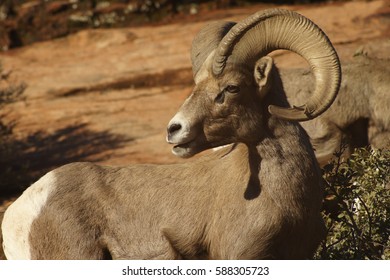 Desert Bighorn Sheep Adult Male Ram Stock Photo 588305723 | Shutterstock