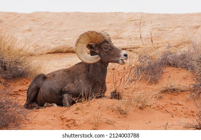 Desert Bighorn Sheep In Canyon