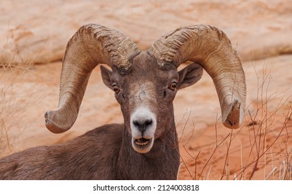 Desert Bighorn Sheep In Canyon