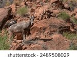 Desert Bighorn Sheep Ewe in Arizona