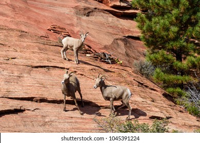 Desert Bighorn Sheep Family In Zion National Park