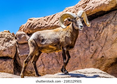 Desert Bighorn Sheep Male Ovis Canadensis nelsoni Rocks Sonora Desert Museum Tucson Arizona 