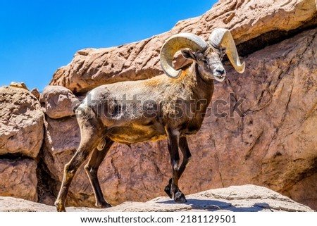 Desert Bighorn Sheep Male Ovis Canadensis nelsoni Rocks Sonora Desert Museum Tucson Arizona 