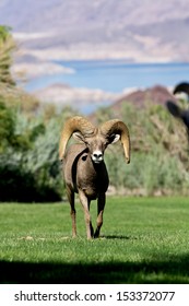 Desert Bighorn Sheep Ram