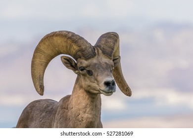 Desert Bighorn Sheep Ram