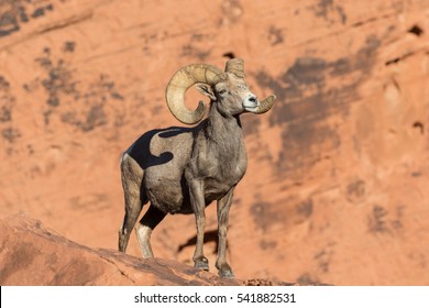 Desert Bighorn Sheep Ram