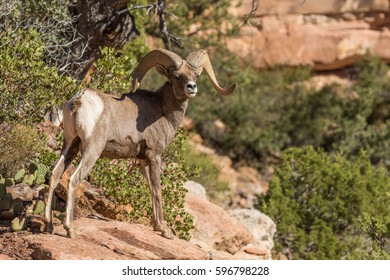 Desert Bighorn Sheep Ram