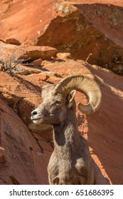 Desert Bighorn Sheep Ram