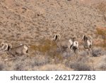 Desert Bighorn Sheep Rams in winter in the Nevada Desert