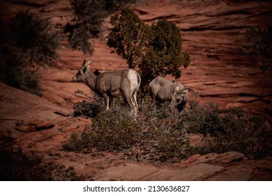 Desert Bighorn Sheep In Zion National Park Utah