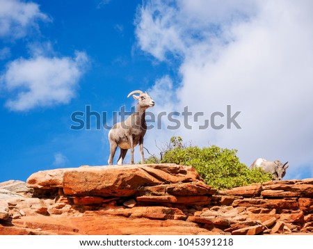Desert Bighorn Sheep in Zion National Park Utah 