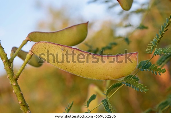 Desert Bird Paradise Shrub Seed Pod Stock Photo 669852286 | Shutterstock