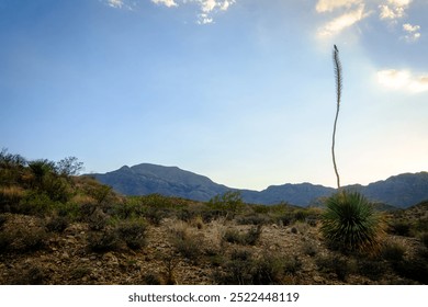 Desert Bird Perched on Bloom 2 - Powered by Shutterstock