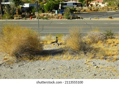 Desert Bird Road Runner At Cove Oasis By La Quinta California,  Trailhead Is A 114 Acre Natural Open Space 