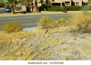 Desert Bird Road Runner At Cove Oasis By La Quinta California,  Trailhead Is A 114 Acre Natural Open Space 