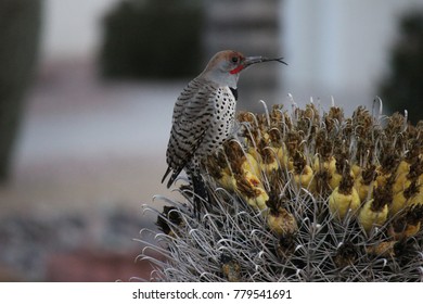 Desert Birds Tend To Be Much More Abundant Where The Vegetation Is Lusher And Thus Offers More Insects, Fruit And Seeds As Food.  Where The Arizona Cities Of Phoenix, Scottsdale, Tucson And Mesa.