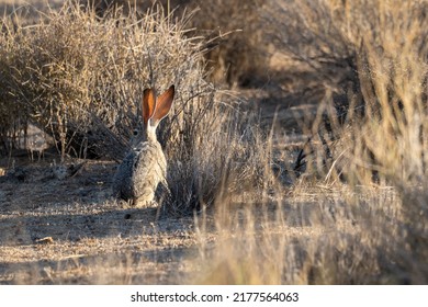 A Desert Black-tailed Jackrabbit In Joshua Tree National Park. 