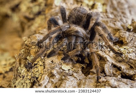 Desert Blonde Tarantula spider on log