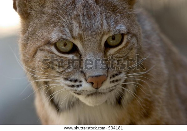 Desert Bobcat Closeup Intense Eyes Stock Photo Edit Now 534181