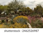 Desert Botanical Garden in Phoenix, Arizona.