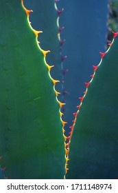 Desert Botanical Garden, Phoenix, Arizona