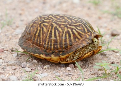 Desert Box Turtle Terrapene Ornata Luteola Stock Photo 609136490 ...