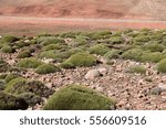 Desert Brush