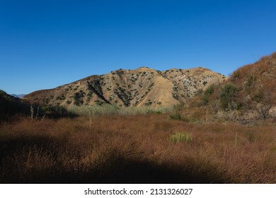 Desert Brush In The Hills Of Burbank, California.