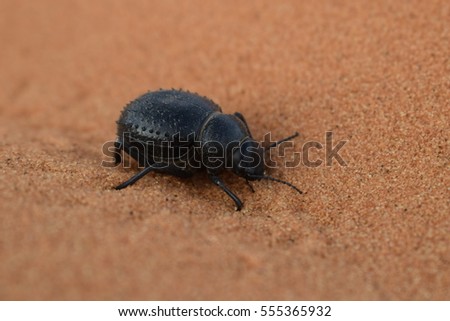 DESERT Bug