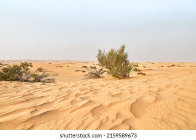 Desert With Bushes In Dubai