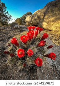 Desert Cactus Bloom in Spring