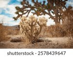 A desert cactus grows on the desert floor right below an overarching Joshua Tree in the distance.