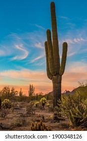 Desert Cactus Landscape At Sunset