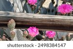 Desert cactus with pretty flower and wooden rail running through