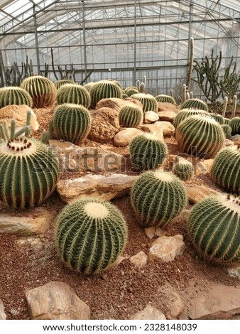 Desert with cactus in the same area