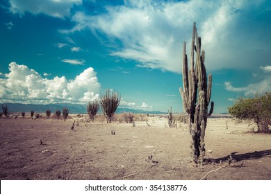 desert, cactus in desert, tatacoa desert, columbia, latin america, clouds and sand, red sand in desert, cactus