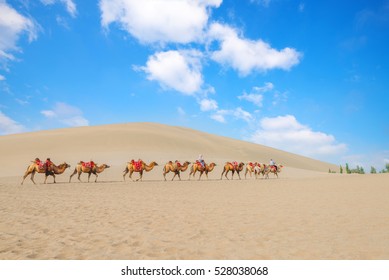Desert camel