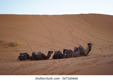 Desert Camel