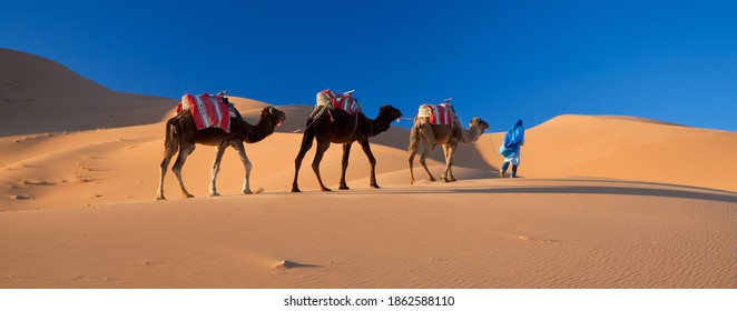 Desert Camel Train, Sahara Desert, Morocco
