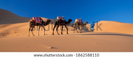 Desert Camel Train, Sahara Desert, Morocco