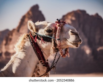 Desert Camel In Wady Rum Jordan