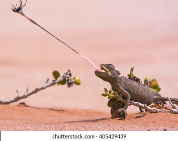Desert chameleon 