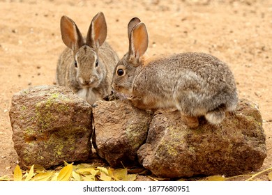 Desert Cottontail Rabbit climbing on a rock in Arizona