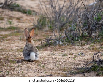 Desert Cottontail Rabbit in Joshua Tree National Park, California
