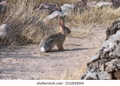 Desert Cottontail Rabbit, Also Known As Audubon’s Cottontail