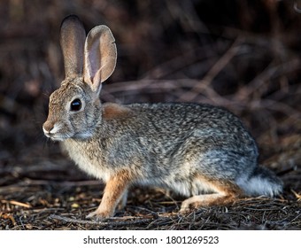 Desert Cotton-tail Rabbit Also Known As Audubon's Cottontail