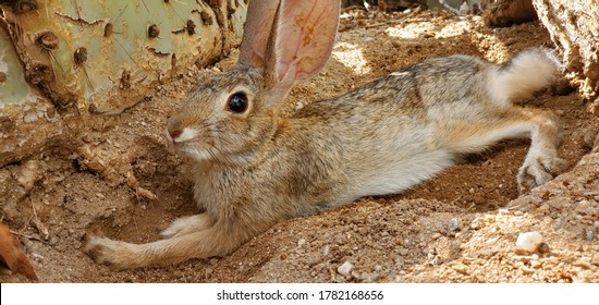 Desert cottontail rabbit resting in the shade during a hot day in the Sonoran Desert in Tucson, Arizona. Prickly pear cactus and sandy soil with a cute bunny.