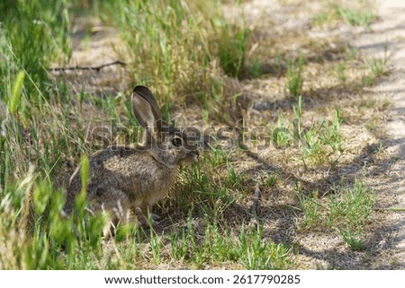 Desert Cottontail Rabbit sitting in a patch of green grass with filtered sunlight