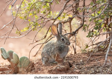 A desert cottontail sits in the shade of a scrub oak bush with prickly pear cactus growing to the left in the desert of the American southwest. 