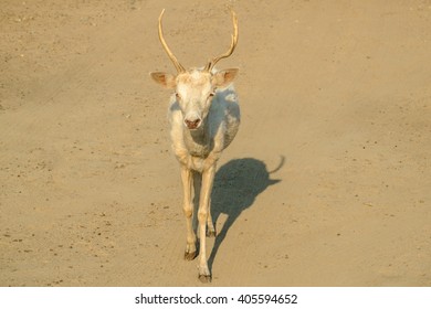 desert deer